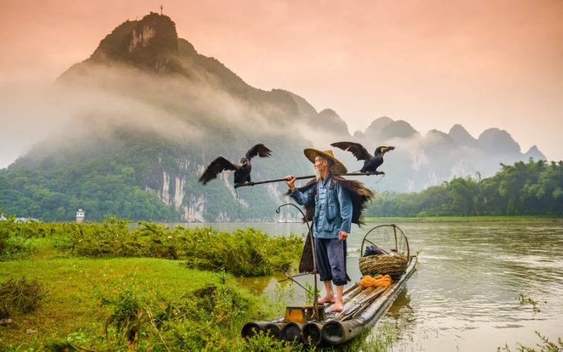 Pescador tradicional chino con sombrero de paja en una balsa de bambú junto a dos aves cormoranes en el río Li, Yangshuo, China.
